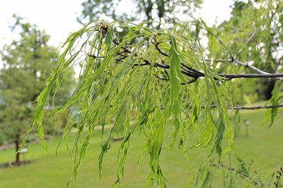 Quercus petraea 'Laciniata' - dub zimní drnák - jarní listy
